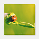 Search for selective focus magnets Green