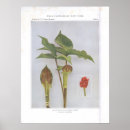 Search for turnip art Flower