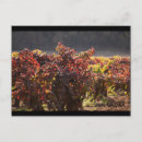 Search for valley photography Grapes