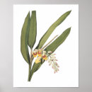 Search for redouté posters Redoute