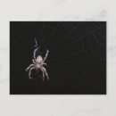 Search for arachnids horizontal postcards Macro
