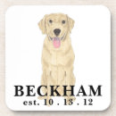Search for labrador coasters Yellow