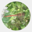 Search for red spot stickers Spotted