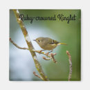 Search for ruby crowned kinglets Wildlife