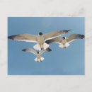 Search for gliding postcards Flying