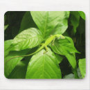 Search for gecko mouse mats Lizard