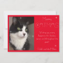 Search for merry catmas cards Kitty