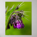 Search for plants photography Purple