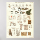 Search for tadpole posters Amphibians