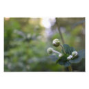 Search for budding art Flower