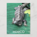Search for iguana postcards Vacation