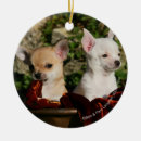 Search for bob and pam langrish Chihuahua
