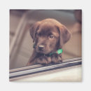 Search for dog car magnets Pet
