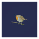 Search for robin posters Redbreast