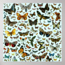 Search for large butterfly posters Butterflies