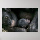 Search for chimp photography Chimpanzees