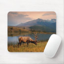 Search for alberta mouse mats Lake
