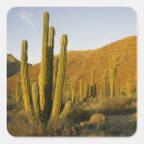 Search for baja stickers Landscape