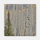 Search for grove magnets Aspen