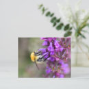 Search for bumble bees postcards Nature