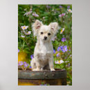 Search for haired posters Puppy