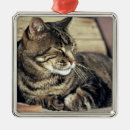 Search for sleeping cat christmas tree decorations Feline