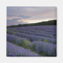 Search for lavender magnets Europe