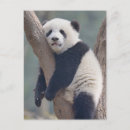 Search for cute baby panda postcards Zoo