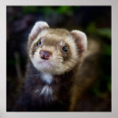 Search for cute ferret posters Ferrets