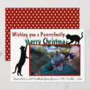 Search for cute kitty image cards Cats