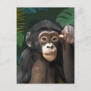 Search for cute chimp postcards Chimpanzee
