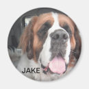 Search for st bernard magnets Saint