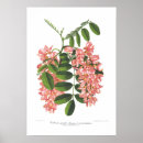 Search for acacia art Floral