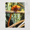 Search for tamarin postcards Golden