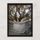 Search for fall tree vertical postcards Yellow