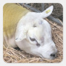 Search for cute ewe stickers Farming
