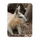 Search for wallaby magnets Australia
