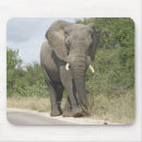 Search for big ears electronics Animals