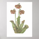 Search for carnivorous posters Plant