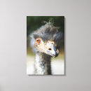 Search for beak canvas prints Outdoors
