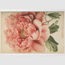 Search for peony tissue paper Script
