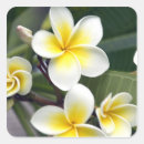 Search for frangipani stickers Tropical
