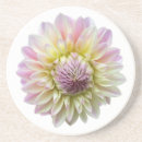 Search for dahlia flower coasters Beautiful