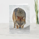 Search for wolves photo cards Snow