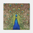 Search for peacock magnets Feathers
