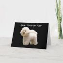 Search for bichons cards Bichon frise