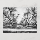Search for rows photography White