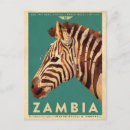Search for zebra postcards Retro