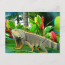 Search for floridian postcards Tropical