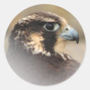 Search for peregrine stickers Raptor